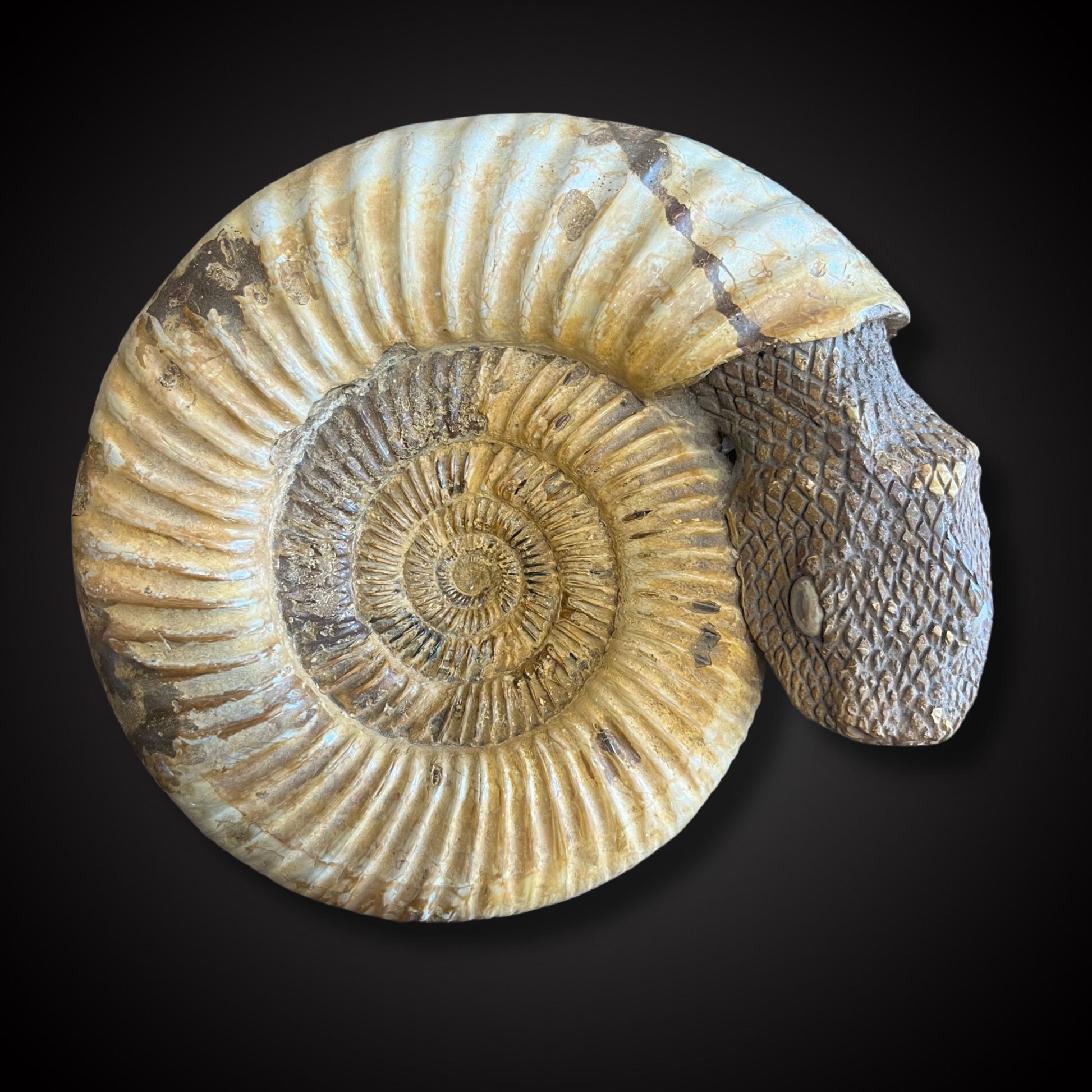 Ammonite Snake