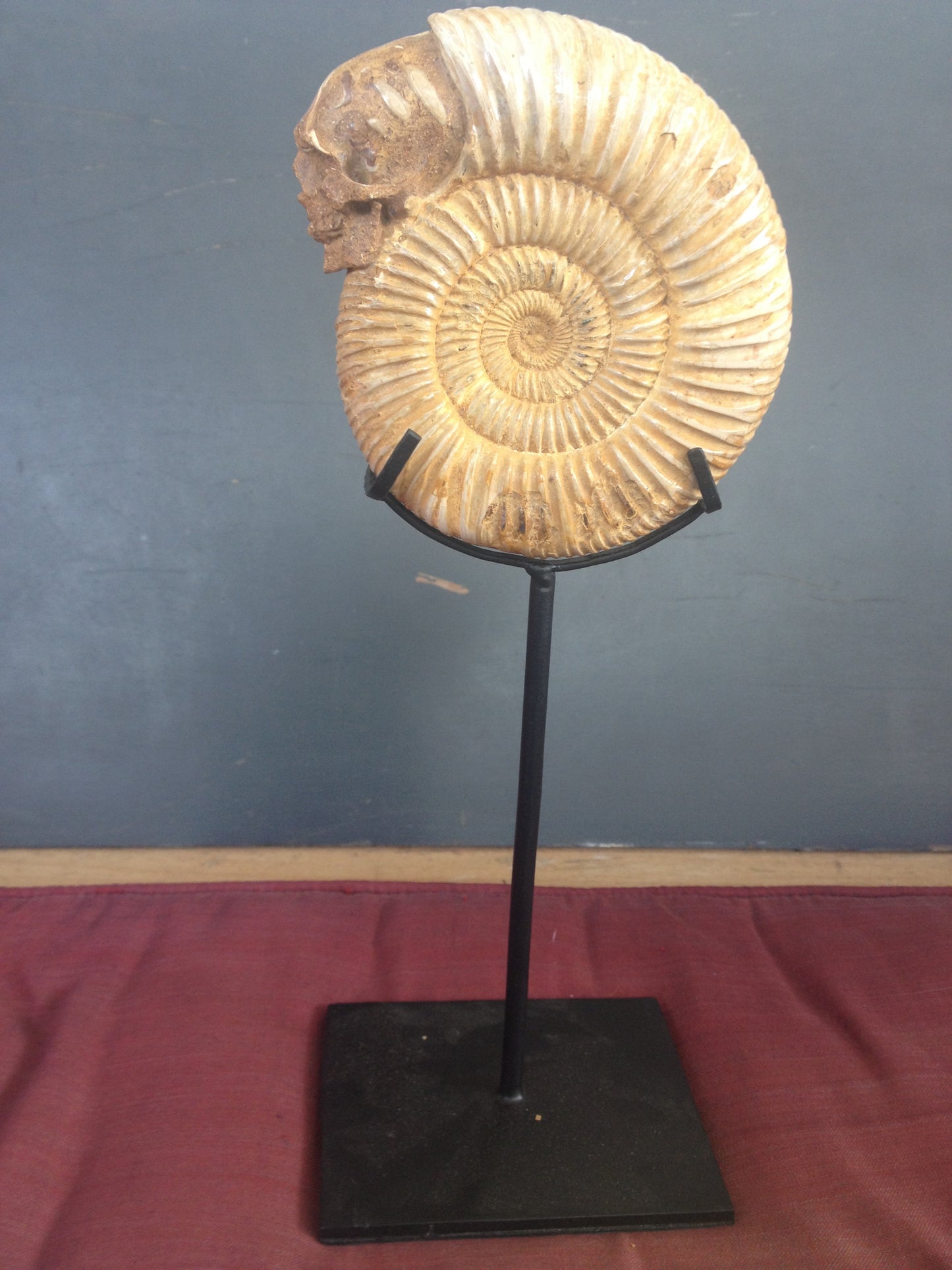 Ammonite Skull