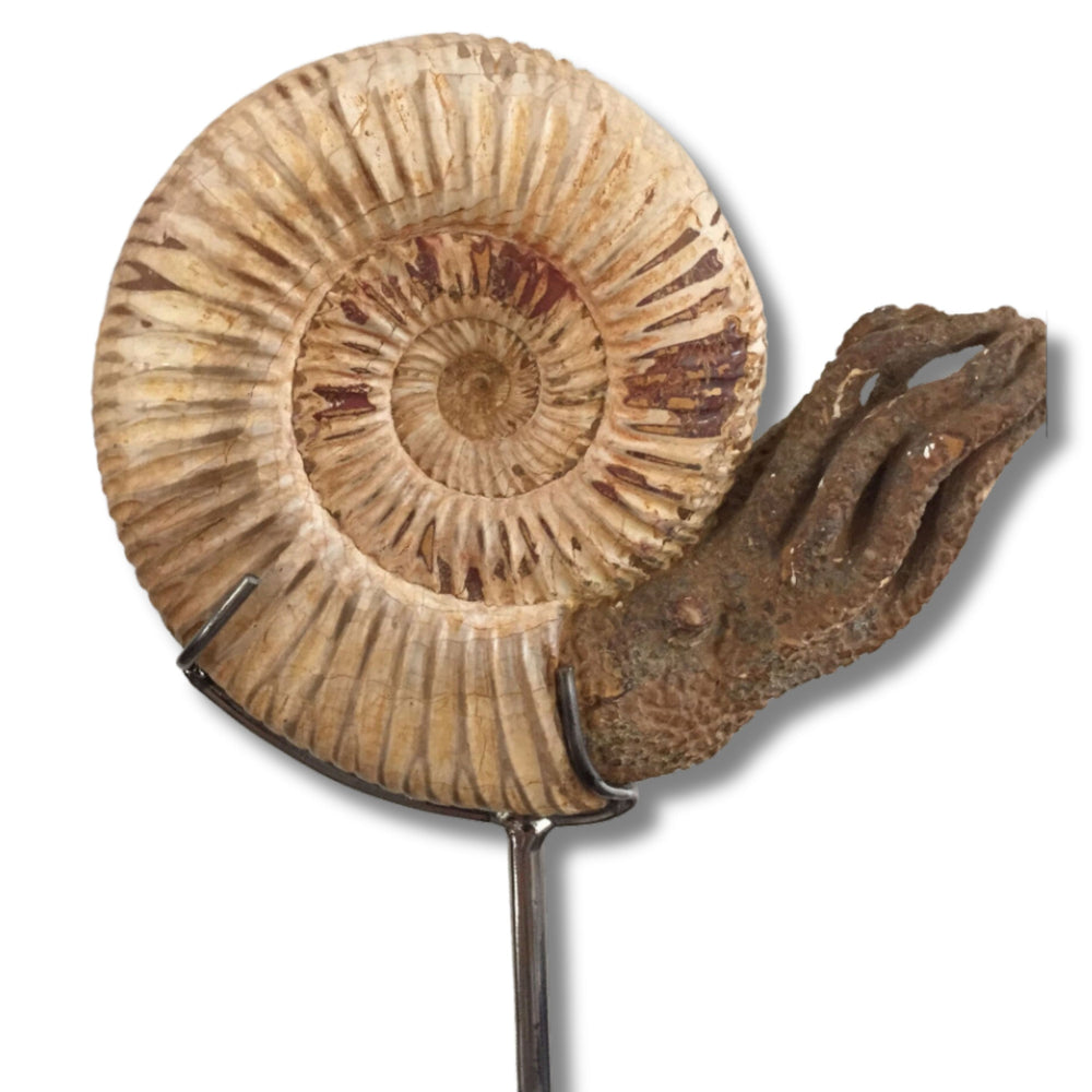 Ammonite