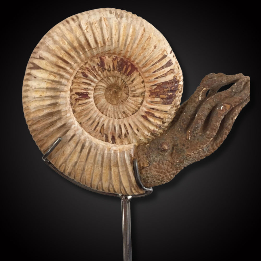 
                      
                        Ammonite
                      
                    