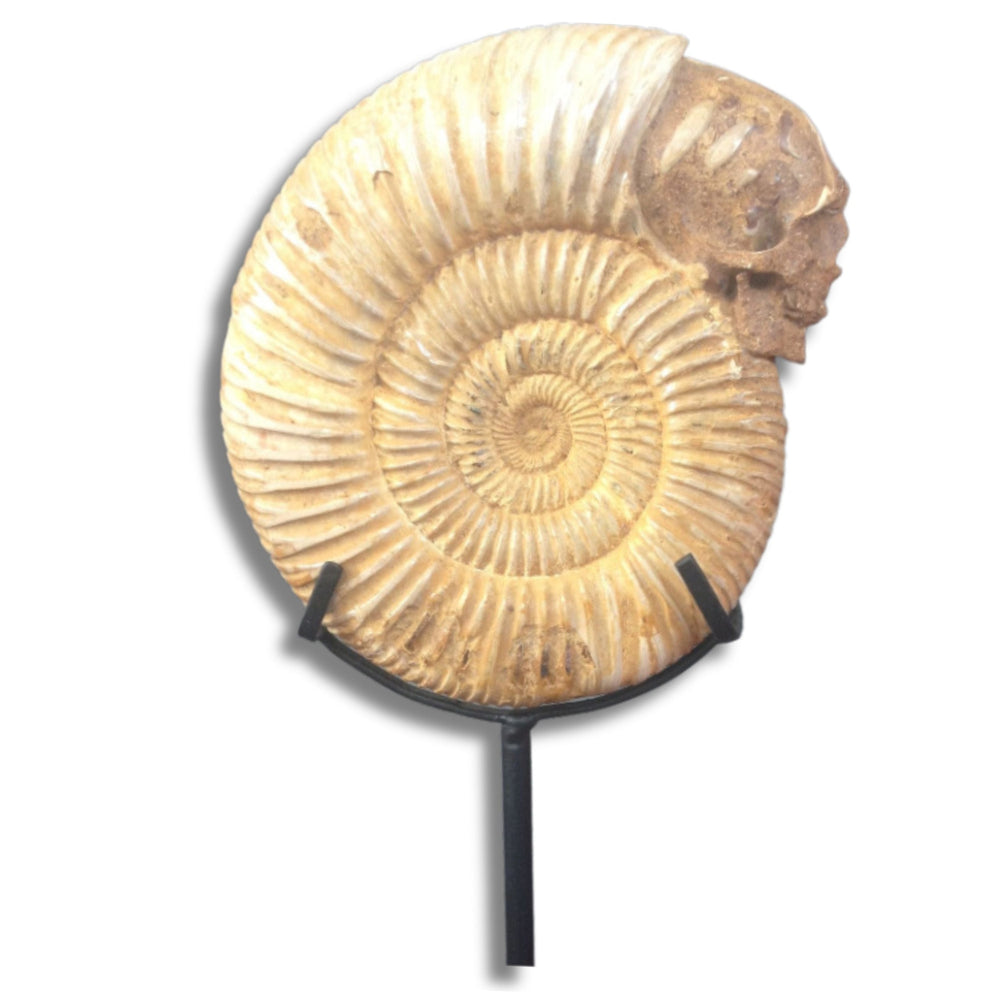 Ammonite Skull