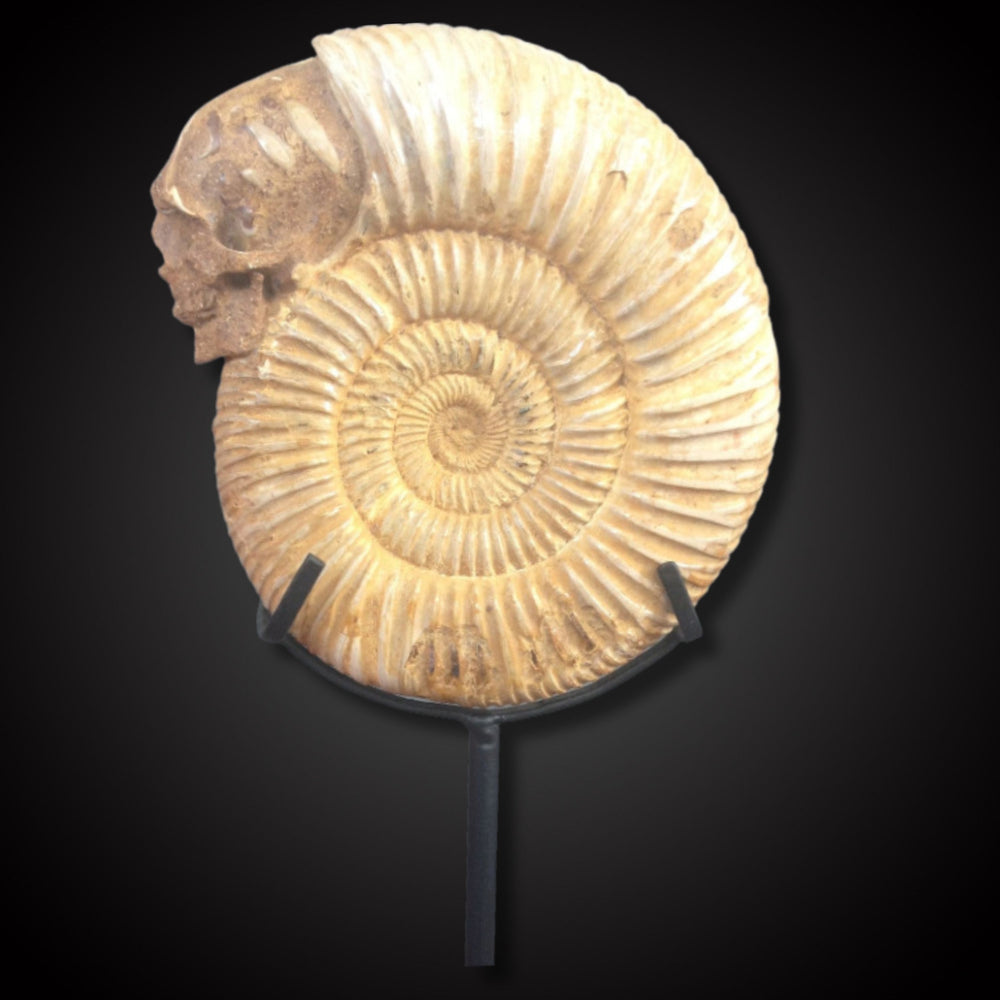 Ammonite Skull