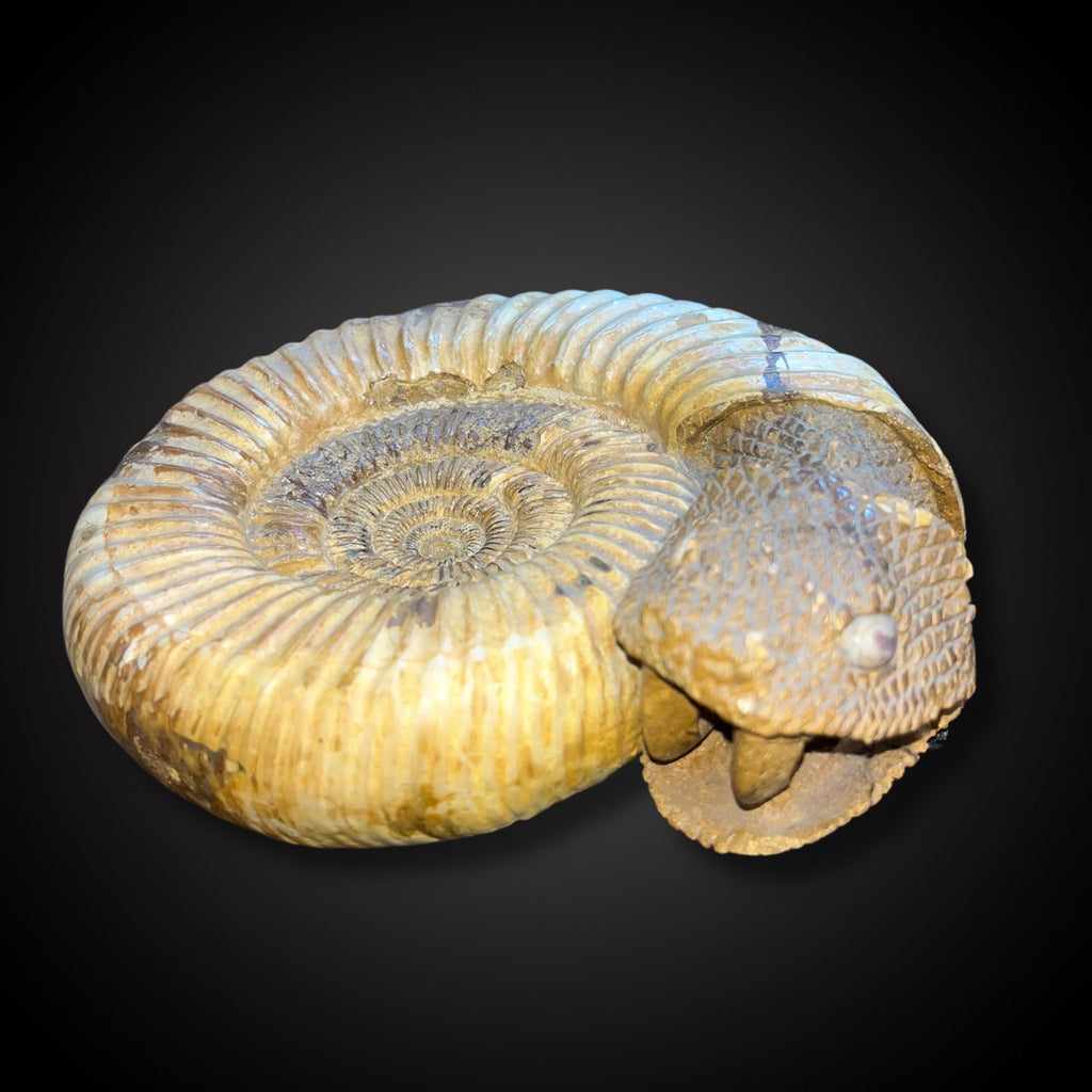 Ammonite Snake