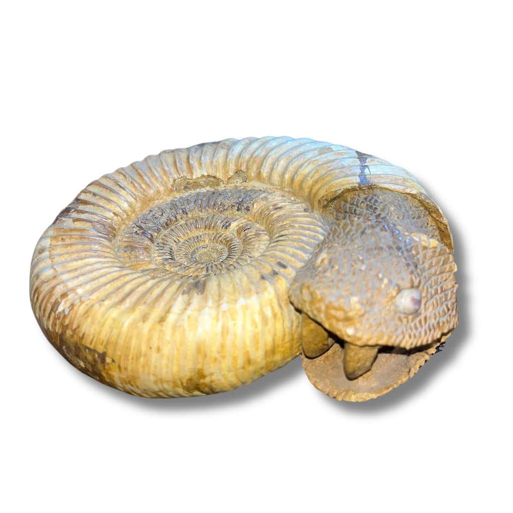 Ammonite Snake