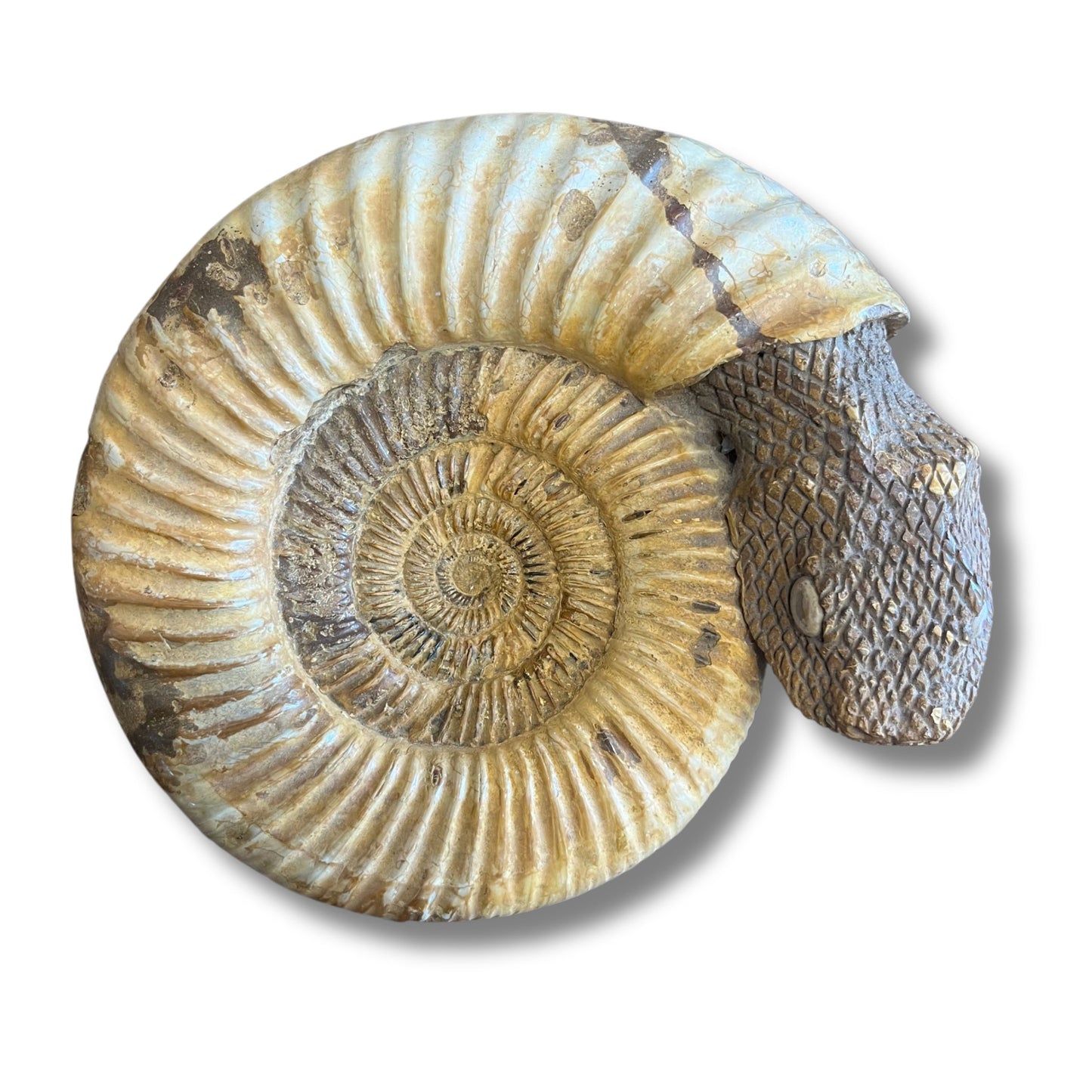 Ammonite Snake