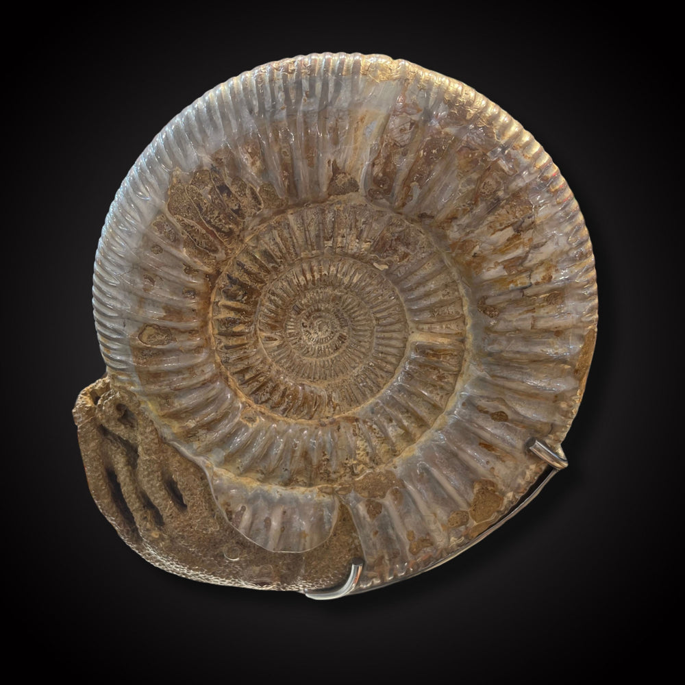 
                      
                        Ammonite
                      
                    