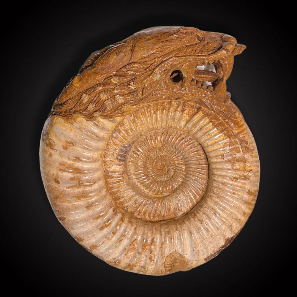 Ammonite dragon