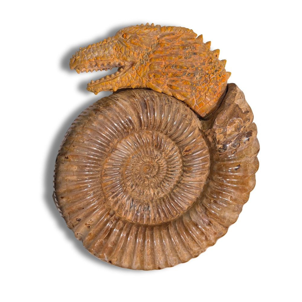 AMMONITE DRAGON /BB