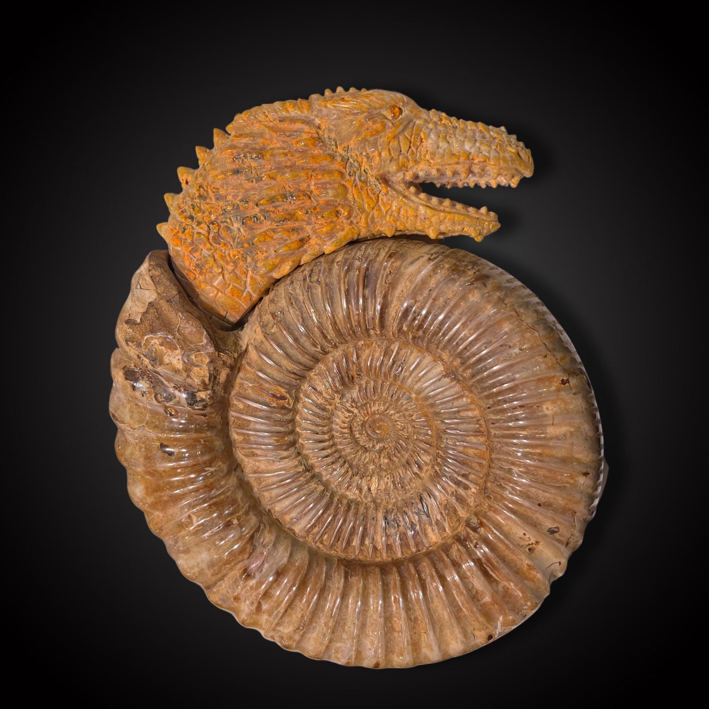 AMMONITE DRAGON /BB