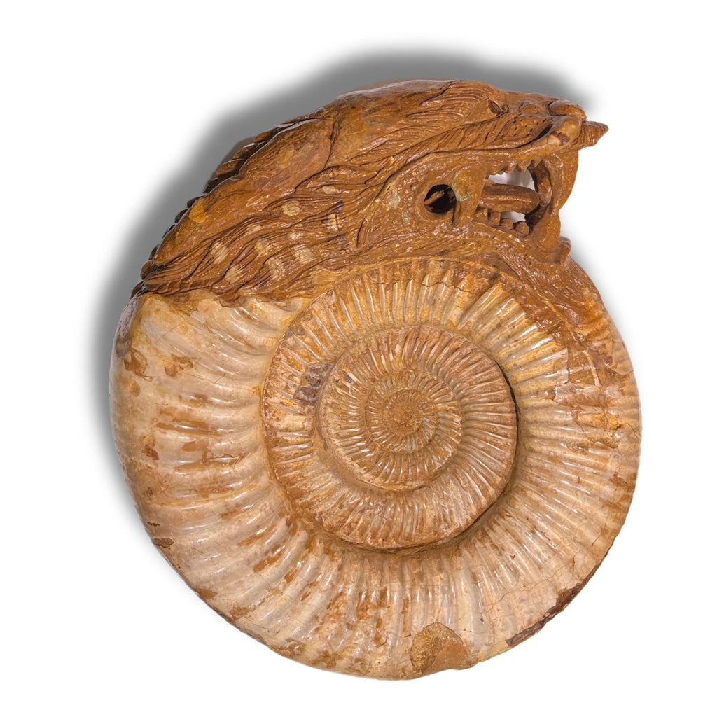 Ammonite dragon