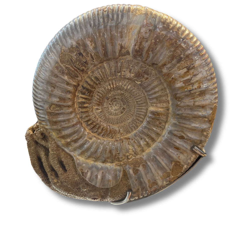 Ammonite