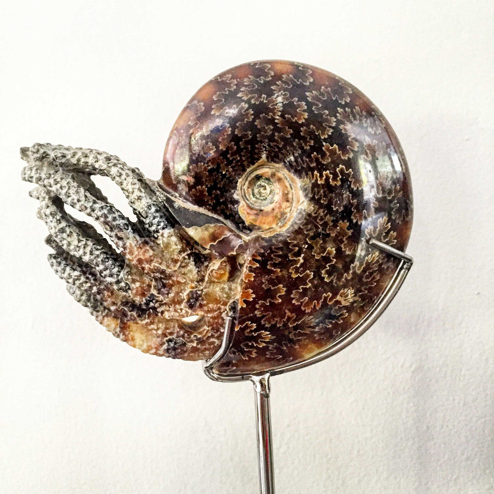 Ammonite Sculpture - Leaf Pattern
