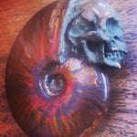 Ammonite Skull Opalised